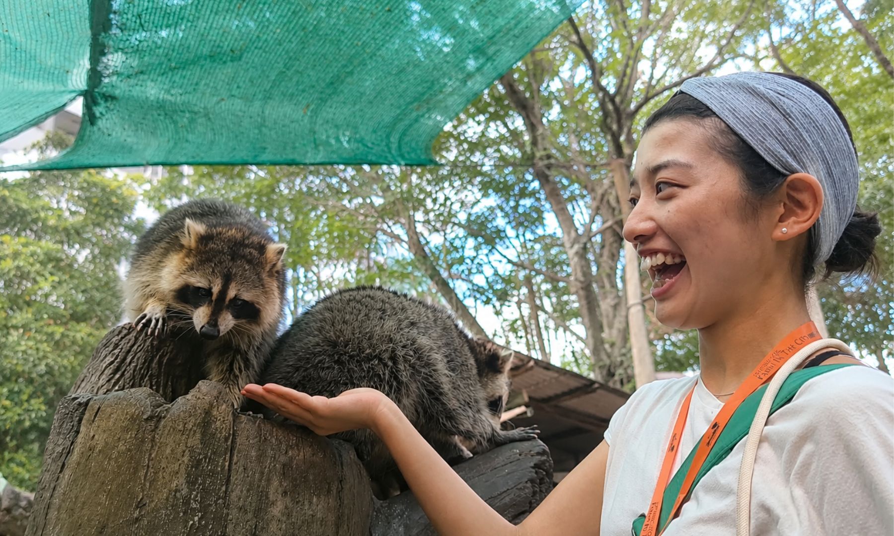 おすすめ体験④ アライグマへの餌やり体験